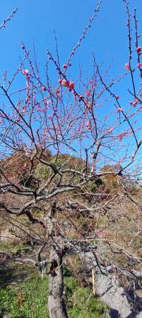 龍尾神社　咲いている梅はほんの僅かだった