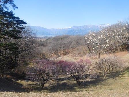 10:00　敷島総合公園　梅に雪を抱く白根三山　辺りは梅の匂いに包まれていた