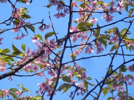 9:44　お目当ての森林学習展示館裏手の江戸彼岸桜は終わりが近かった