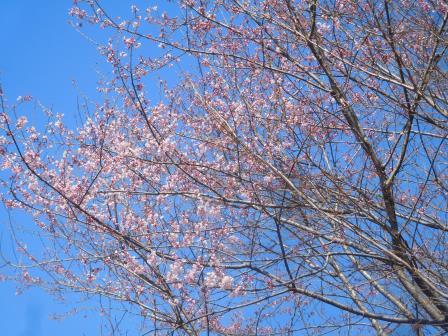 10:16　山桜