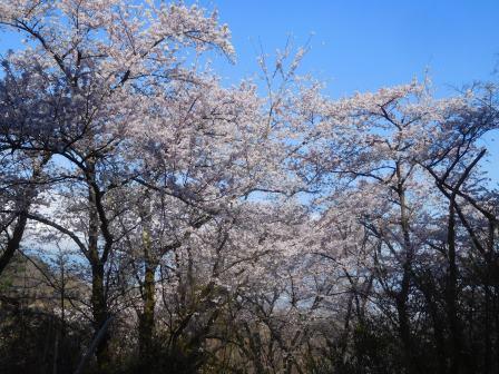 9:00　桜の饗宴