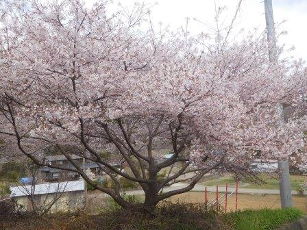 午後　散歩　集会所の桜