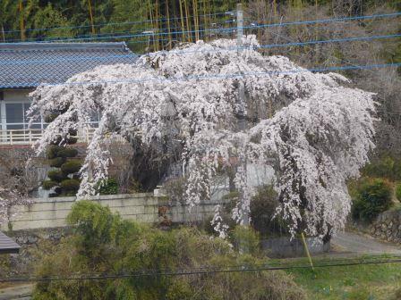 午後　散歩　近所の枝垂桜