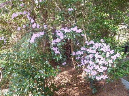 宿の花卉苑　上品なピンク色のツツジ