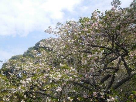 宿の花卉苑　満開の八重桜