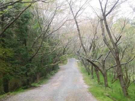 宿の外回り　染井吉野の落花花弁で染まる道の端