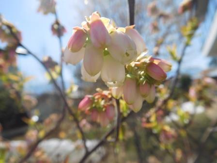 庭　ブルーベリーの開花