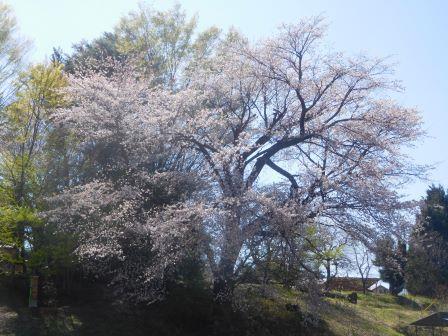 散歩　集会所裏手の桜