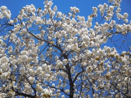 散歩　太白の親桜　近景