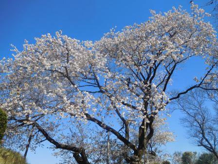 散歩　太白の親桜　全景