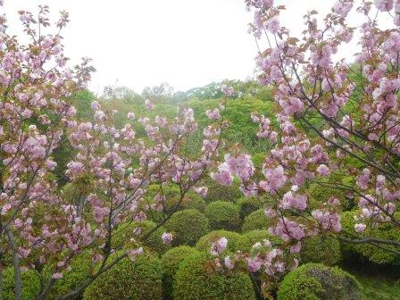 12:19　緑ヶ丘スポーツ公園の植栽の八重桜