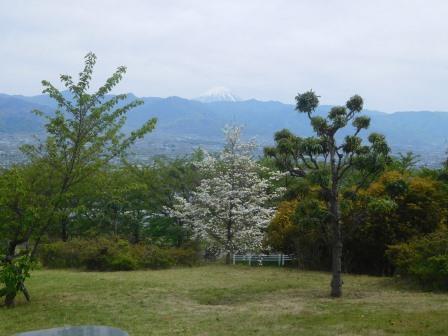 ホテル前庭　ハナミズキと富士山