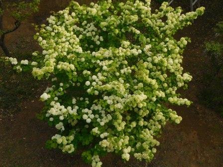 始めは緑色の花が白色に変身するオオデマリ