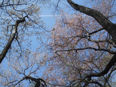 11:59　山桜、飛行機雲、青空