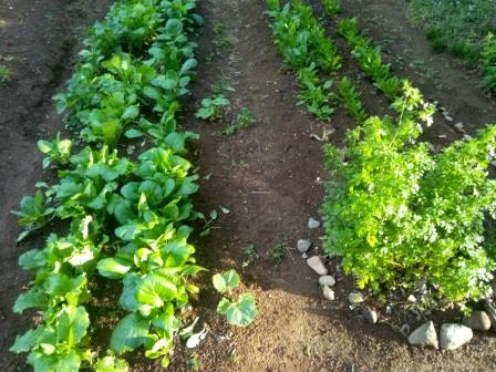 左の畝がチンゲン菜、蕪、小松菜、右の畝の手前が董立ちしたパクチー、奥が法蓮草