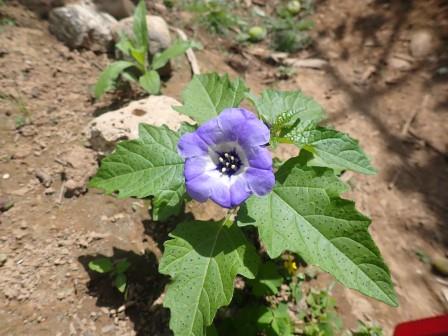 栄養がない土壌では、大株にならず、すぐ花を付ける青花鬼灯