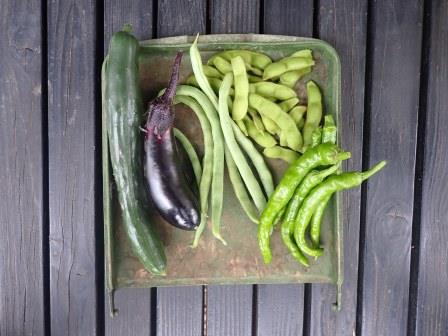 家に帰って、胡瓜、枝豆、隠元は初収穫