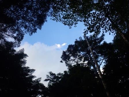8:27　漆黒の樹間に青空