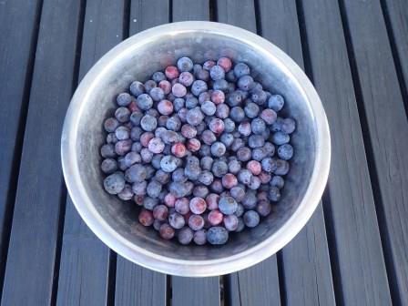 夏の朝の収穫　ブルーベリー、ボール一杯