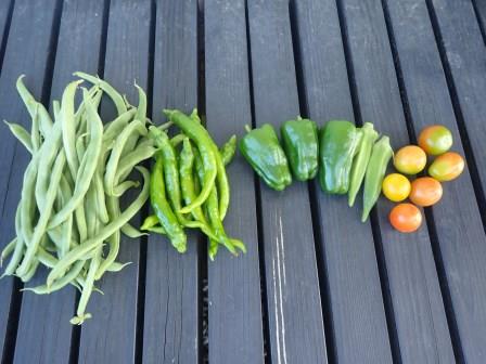 夏の朝の収穫　野菜、隠元が最盛期