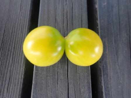 二個玉になった自生えミニトマト