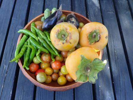 上二つが自生え柿の初収穫、はたして渋柿か、甘柿か・・・