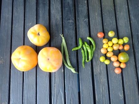 上さんが柿が3個残っているとのことで、夕方の収穫