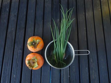 採り忘れの柿2個と夕食のカツオのたたき用の分葱