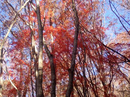 8:35　所々に、葉を落とした樹間に紅葉
