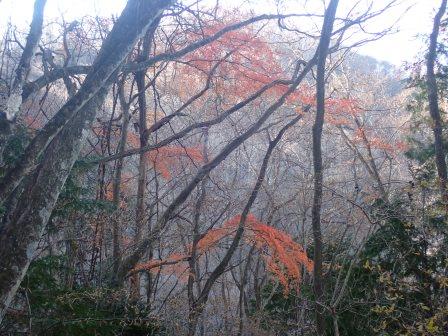 9:30　落葉樹に紅葉