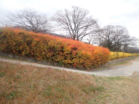 16:07　北大路橋南側の雪柳の紅葉と冬枯れの染井吉野