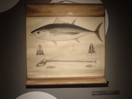 14:56　JPタワー学術総合ミュージアム　3F　魚学コトハジメ　鮪図の掛軸
