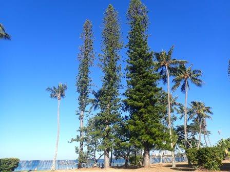 7:43　南洋杉と椰子の木