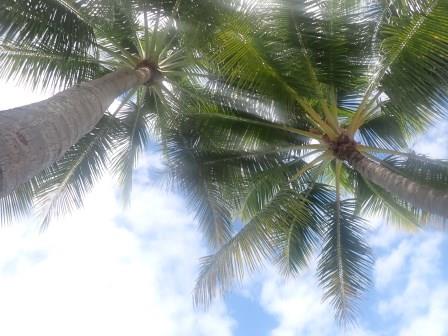 10:07　プライベートビーチで、椰子の木と空を見上げる