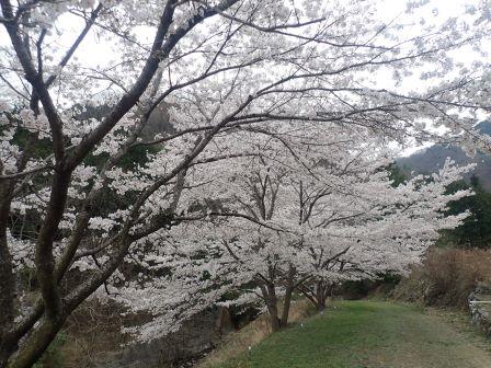 8:10　登山口手前の沢沿いの桜