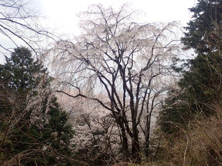 8:33　いつも写真に撮る枝垂桜、曇りで残念