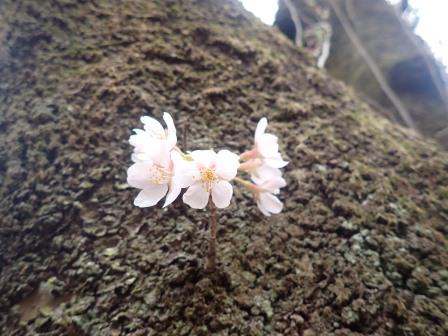 8:37　染井吉野の古木の幹から直接咲いている花
