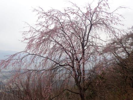 9:06　東屋にある大きな枝垂桜