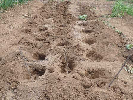 ジャガイモ用の植え付け穴36穴、別途5穴