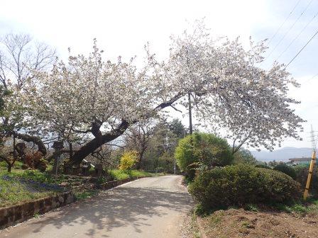 左半分の幹が折れてしまった太白の桜