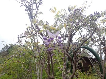 定植と種蒔きの目安、藤の開花、昨年は4月18日