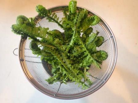 近所の方の菜園でコゴミの収穫