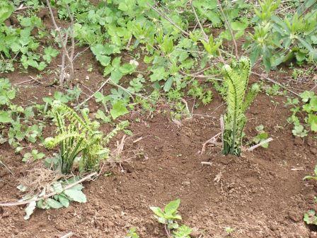 コゴミの株自体も2株いただいて、移植