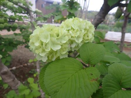 白に変身途中のオオデマリ