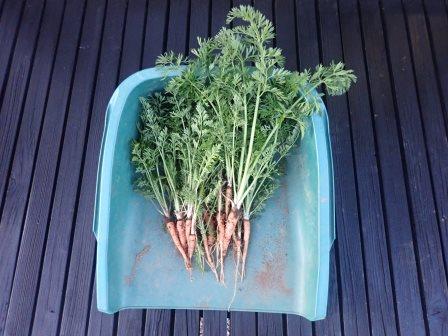 冬越しの人参の間引き