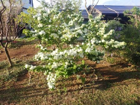 緑から白に変身したオオデマリの花
