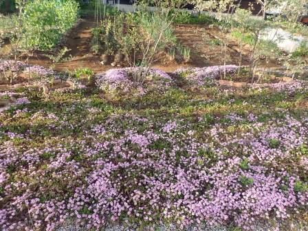 タイムに蜜蜂がやって来た