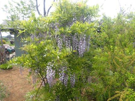 藤が満開の時を迎えた