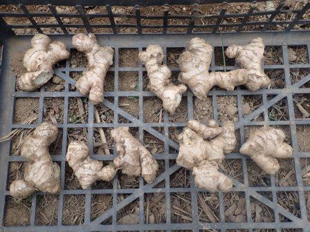 小生姜・千葉産三州の植付け、前日500g5個を2分割して10個にしておいた