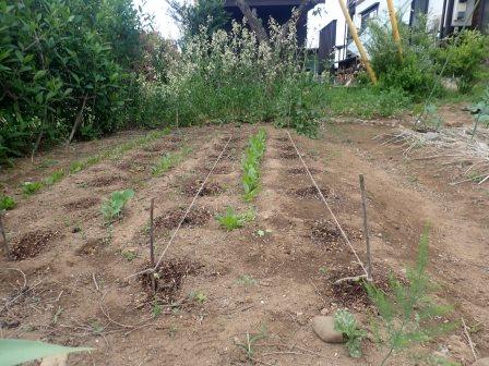 枝豆が芽を出し始めたので、鳥除けの糸を張る、防げるかな・・・